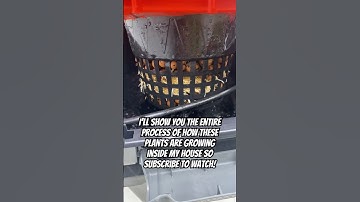 5 Days In My Homemade DIY Hydroponics RDWC Setup! #shorts #hydroponics #RDWC #indoorgarden