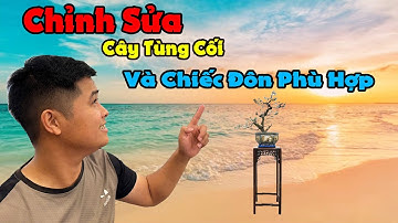 Chỉnh Sửa Cây Tùng Cối Và Tìm Một Chiếc Đôn Phù Hợp | Phạm Văn Phúc