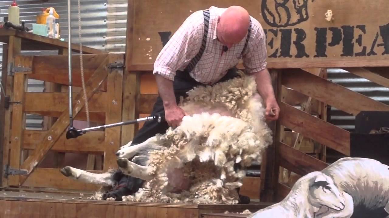 2014 紐西蘭剪羊毛秀 Sheep Shearing for wool in New Zealand - YouTube
