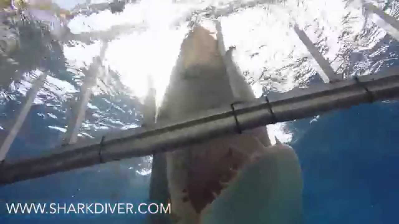 camera iphone 8 plus apk Shark Diver Excitement!