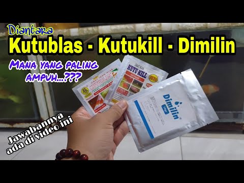 Cara Menghilangkan Kutu Pada Kolam Koi
