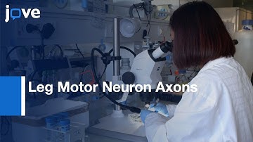 Leg Motor Neuron Axons Visualization through the Cuticle | Protocol Preview