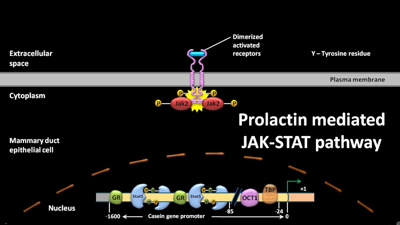 Prolactin mediated JAK STAT pathway | CSIR NET JRF LS | GATE #csir # ...