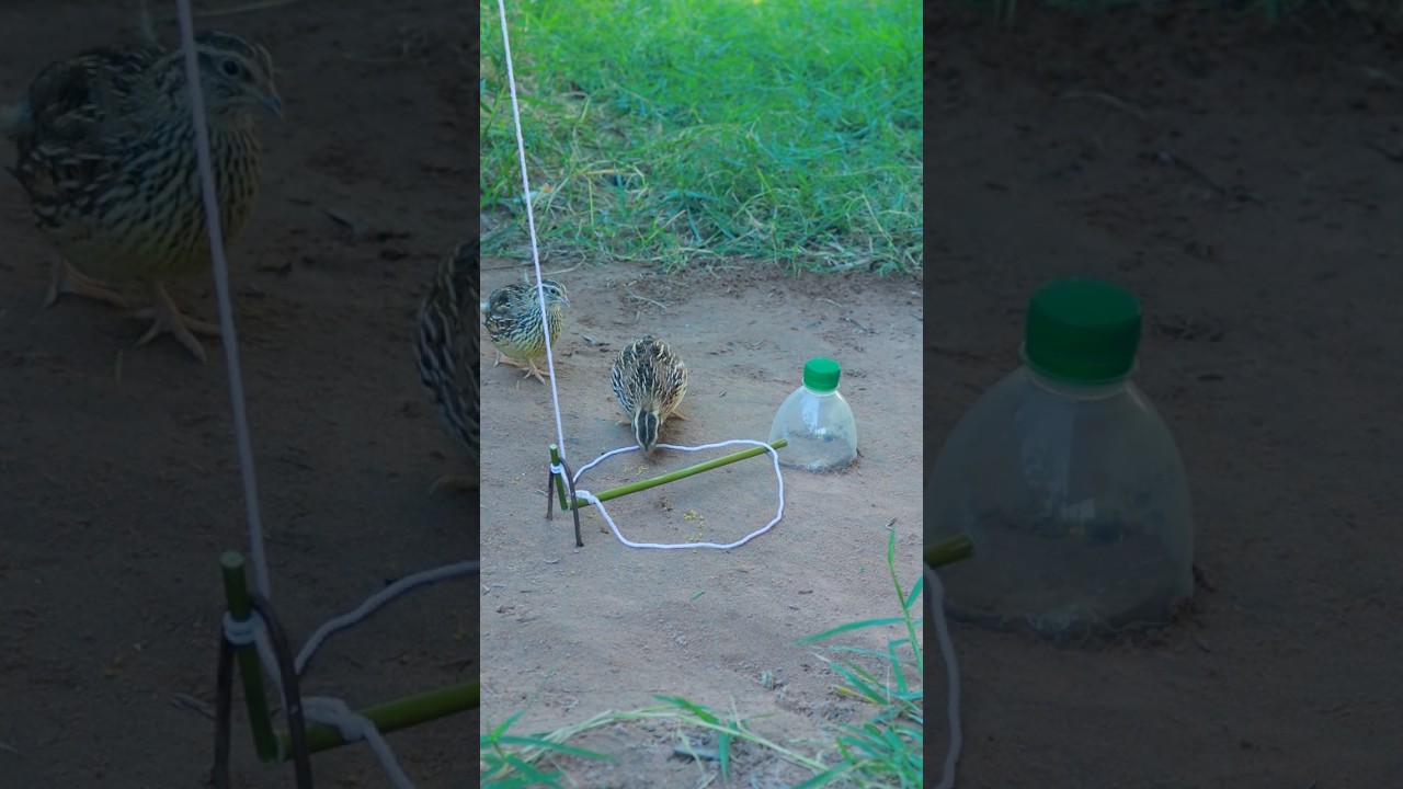 Really Simple Traps But Very Useful With Wild Quails Bird 