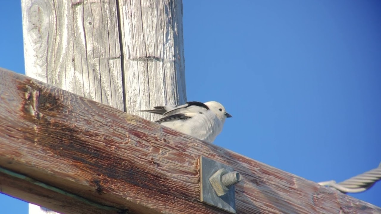 Snow Bunting Song