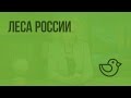 Леса России. Видеоурок по окружающему миру 4  класс
