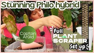 Plant haul from captain aroid | Philodendron Billicosum reveal + repot ✨