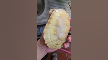 Rùa tai đỏ to chết vì shock nhiệt trong quá trình vận chuyển