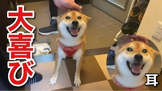 【柴犬】散歩から帰ってくると、そこにはいないはずのお父さんが。