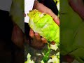 The Ultimate Green Reveal: Precision Peeling at its Best! 🌿🔪 #farmoratv #nature #asmr