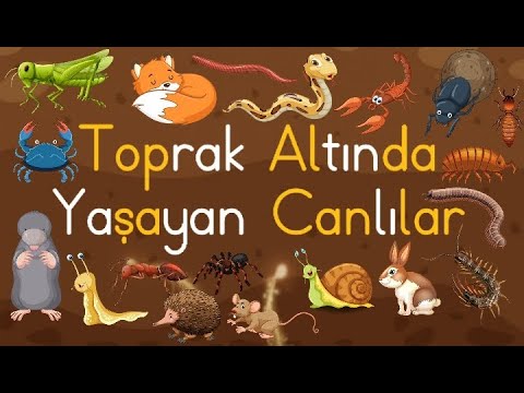 Video: Karada yetişen bitkiler nelerdir?