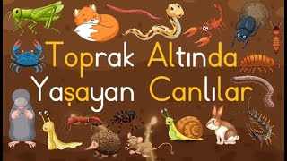 Toprak Altında Yaşayan Hayvanlar / Toprak Altında Yaşayan Canlılar / İlkokul / Okul Öncesi