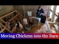 Moving chickens into the new chicken coop in the barn