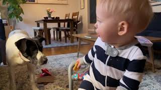 How to Teach a Baby to Keep Food from Dogs