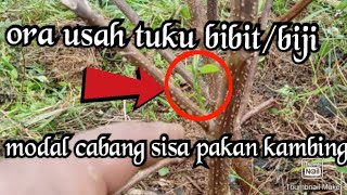 tanam indigofera dari cabang. sangat mudah dan cepat tumbuh..