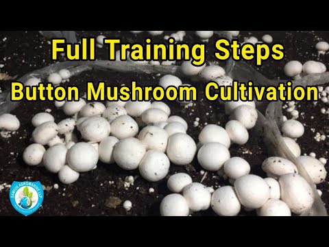 Bottom Mushroom Cultivation Training | Method To Grow White Button Mushroom | Global