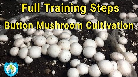 Bottom Mushroom Cultivation Training | Method To Grow White Button Mushroom | Global Agromarine
