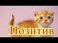 кошки позитив Создай себе хорошее настроение