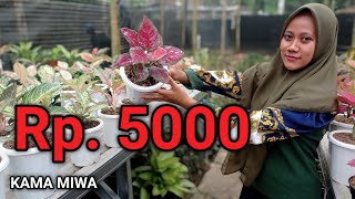 PUSAT ❗TANAMAN HIAS AGLONEMA HARGA LIMARIBUAN....