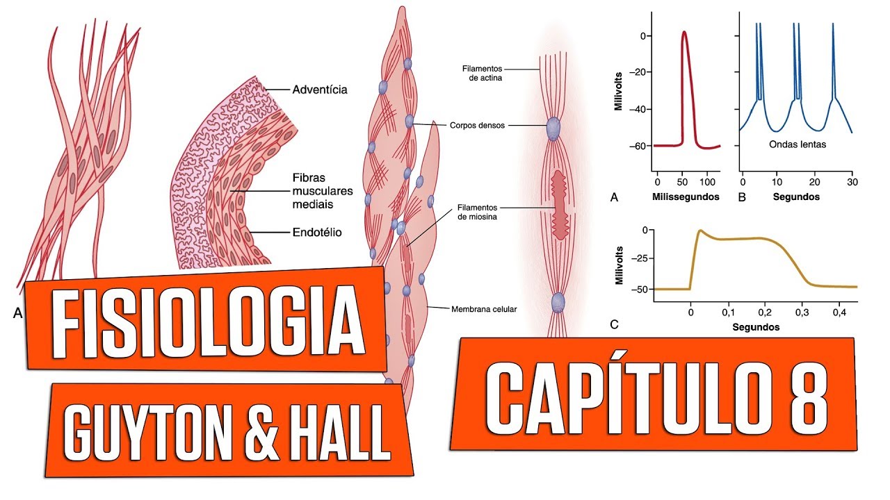 Fisiologia humana i