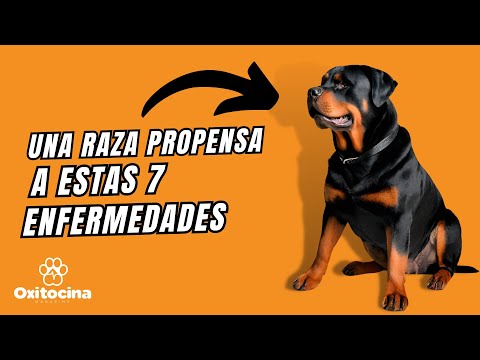 7 enfermedades comunes en perros rottweiler