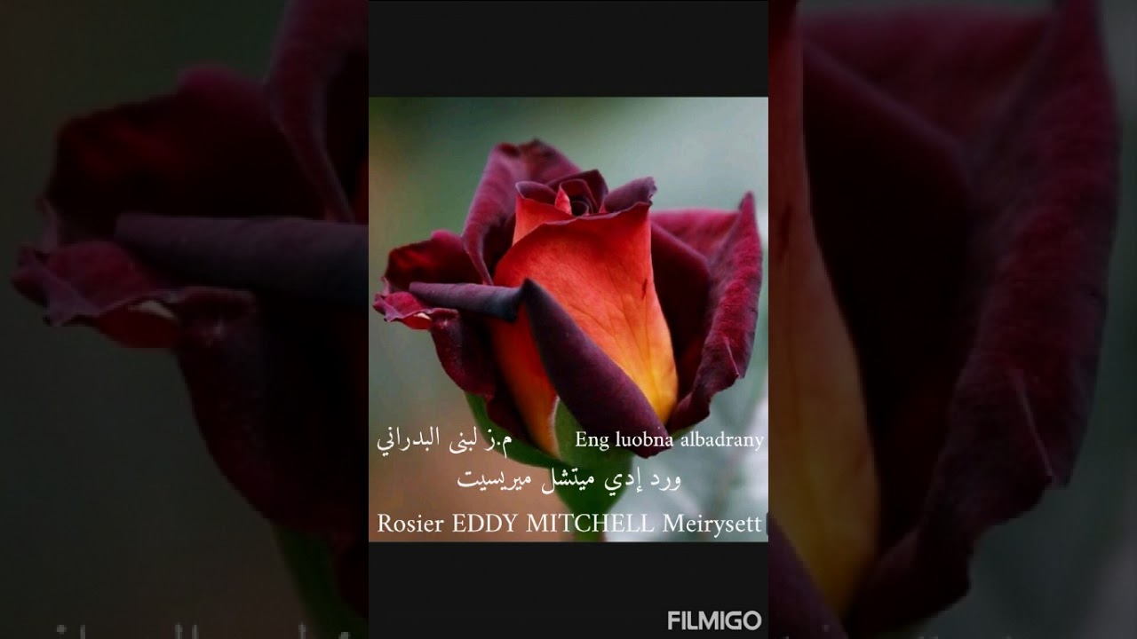 ورد إدي ميتشل ميريسيت Rosier Eddy Mitchell Meirysett Youtube