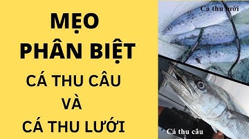 🐟 MẸO PHÂN BIỆT CÁ THU CÂU VÀ CÁ THU LƯỚI 🐟