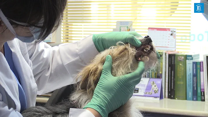 #Hroesdehoy: Cristina y Zulima, veterinarias