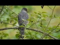 Cooper&#39;s Hawk pair formation