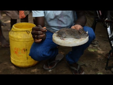 Vídeo: Os ratos comem carne de frango?