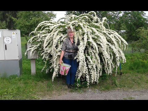 Видео: Размножаване на спирея чрез резници: резници на спирея през лятото. Как да се размножава през пролетта и есента? Вкореняване на резници