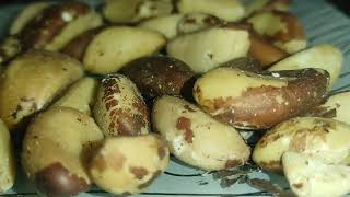 Brazilski Orah-Izvor Selena