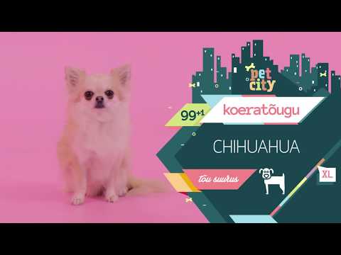 Video: Kuidas Tualetis Treenida Oma Chihuahua Kutsikat