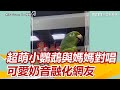 超萌小鸚鵡與媽媽對唱 可愛奶音融化網友｜三立新聞網 SETN.com