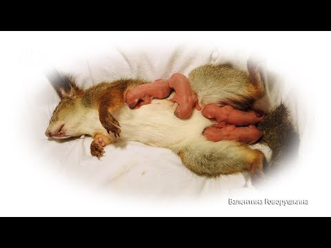 Роды домашней белочки/ Genera of squirrel Sasha/Geburt Eichhörnchen