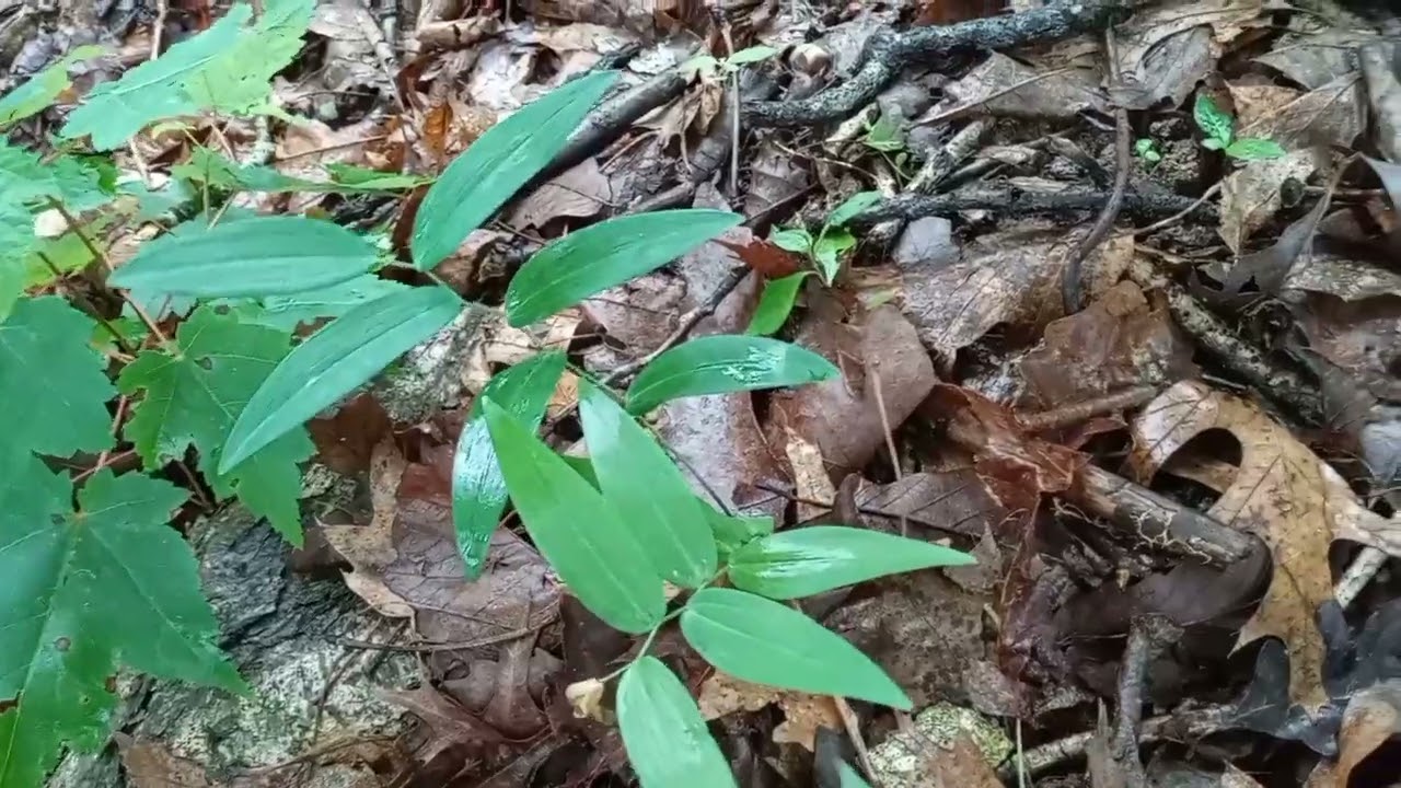 Solomons seal, and it's look-alike.