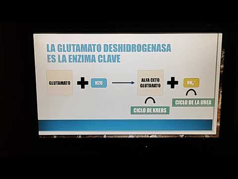 Vídeo: Diferencia Entre Desaminación Oxidativa Y No Oxidativa