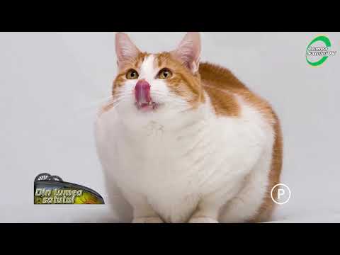 Video: Care Este Greutatea Medie Sănătoasă A Pisicii?