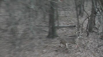 5 Bucks Chase a Doe during the Rut!