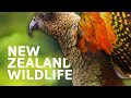 New zealands spectacular wildlife and nature  art wolfes travels to the edge  all out wildlife
