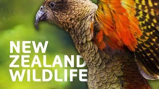 New Zealand's Spectacular Wildlife And Nature | Art Wolfe's Travels To The Edge | All Out Wildlife