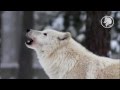 Voices of white wolves - صوت الذئاب البيضاء