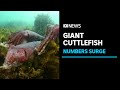 Giant Australian Cuttlefish numbers surge near Whyalla | ABC News