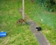 Fox v Cat