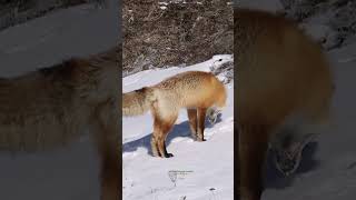 Hungry FOX Hunting And Launching Its ATTACK! 🦊