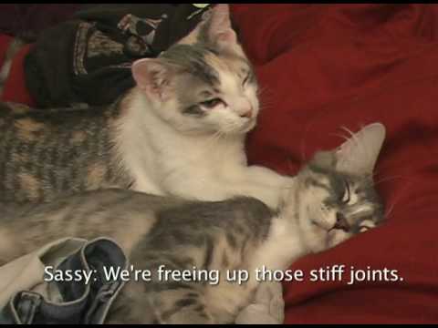 Kitten Massage (I Knead You)