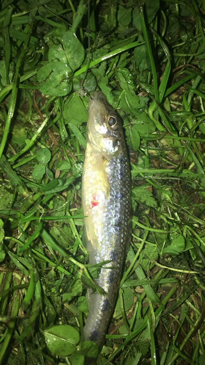 Fish