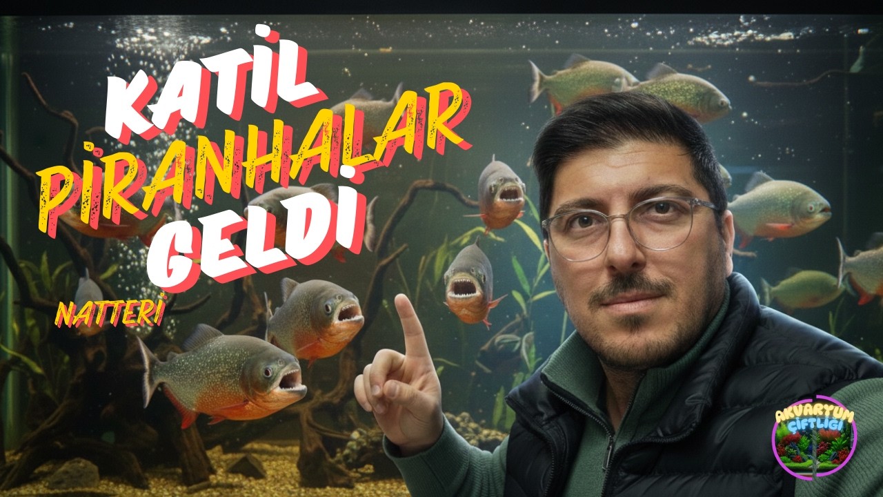 SAKIN ELİNİZİ SOKMAYIN! 😱 Gerçek Piranhalar Geldi! (Besleme Anı)