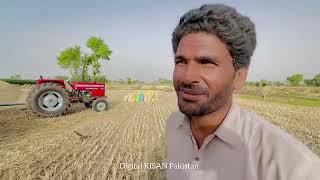 Wheat threesher per iss seaon ki Last Mf 385 tractor ki performance video