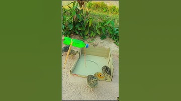 Underground bird traps make it easy to trap quail. #shorts
